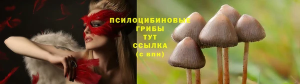 шишки Заводоуковск